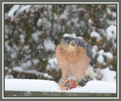 Sharpshinned Hawk