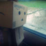 danbo 2