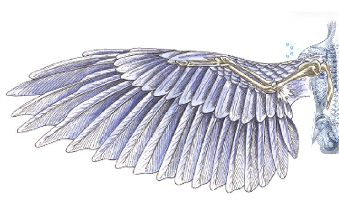 Bird Wing Template