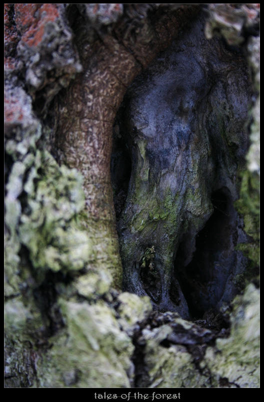 tales of the forest by gr4y-inu on DeviantArt