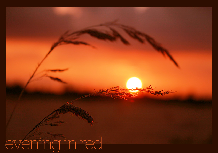 evening in red