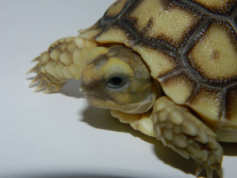 Sulcatta Tortoise