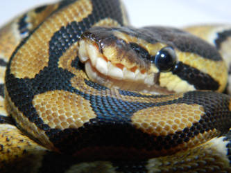 Young Ball Python