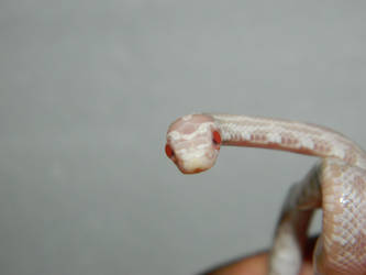 Snow Corn Snake 'Say What?'
