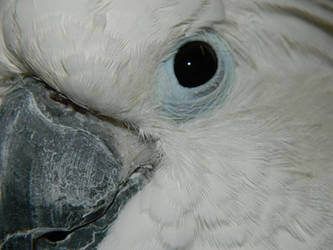 Umbrella Cockatoo