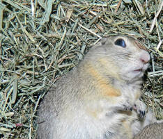 Project 52 - Ground Squirrel