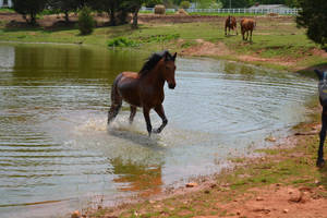 This is one of the REAL horses that I work with...