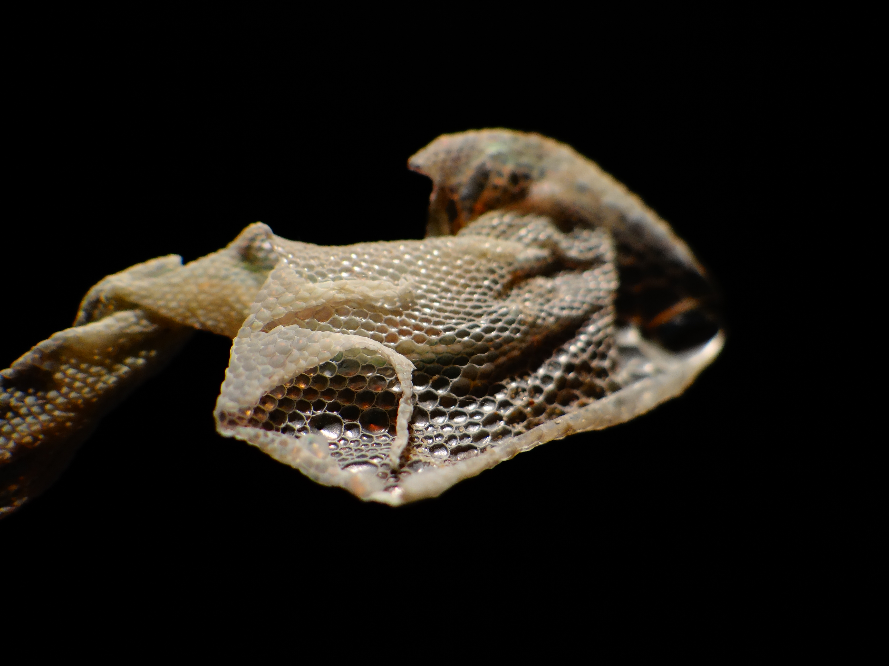 Texture Gecko Face Gecko texture by KiWWyke on DeviantArt