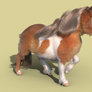 A little Mans - Shetland pony walk animation CGI