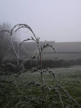 Frozen web