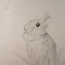 Bunny Sketch