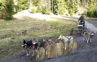 Husky sled dogs