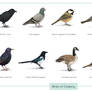 Common Birds of Calgary