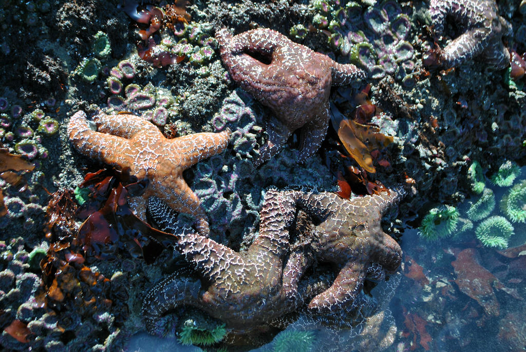 Kalaloch Beach 4 Tide Pools By Cyla On DeviantArt kalaloch-beach-4-tide-pools-by-cyla-on-deviantart