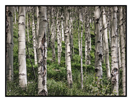 Aspens