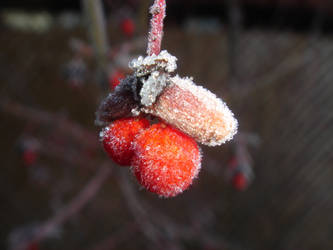 Frost Plant