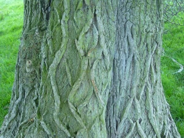the tree with veins by jbamski on DeviantArt