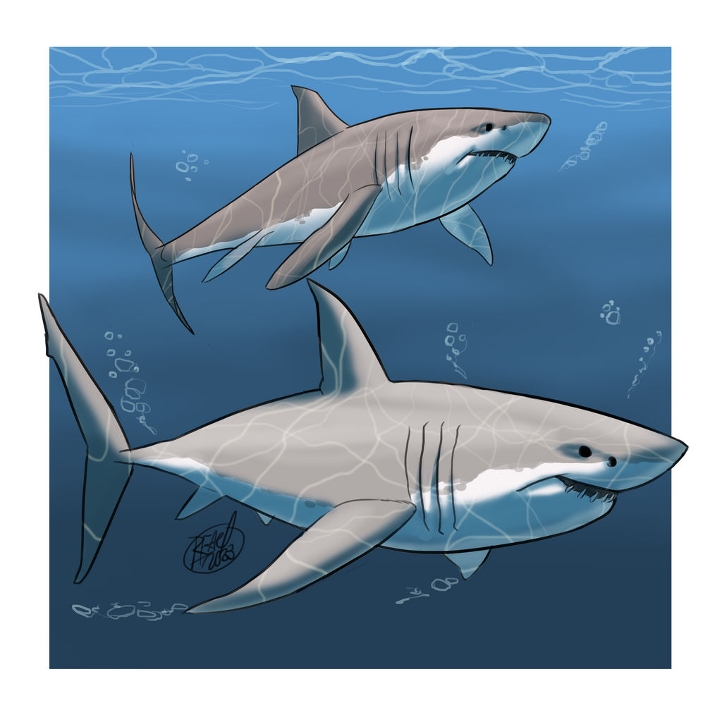 Shark Deviantart Sharkz by bleyerart on DeviantArt