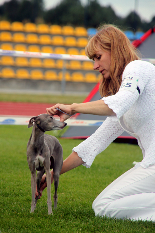 Italian Greyhound 4