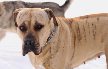 Dogo Canario 2