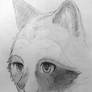 Tanuki (Japanese Raccoon Dog) Sketch