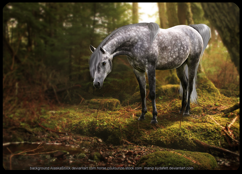 forest mare
