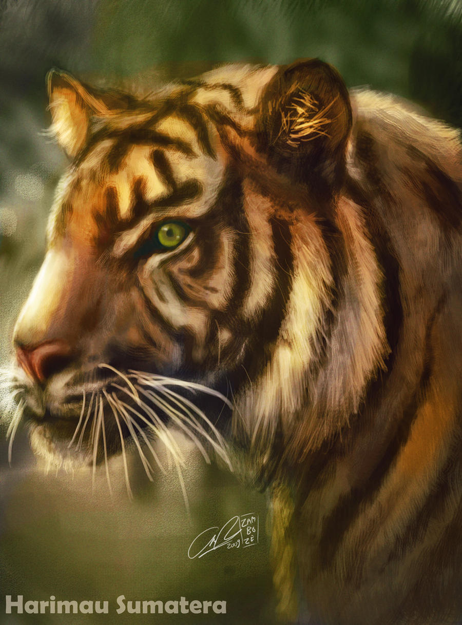 Harimau Sumatera