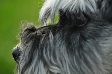 Miniature Schnauzer