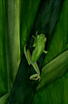 Green Frog