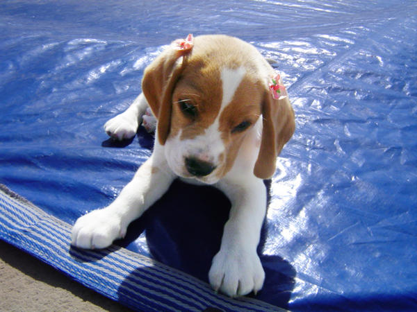 Baby Beagle