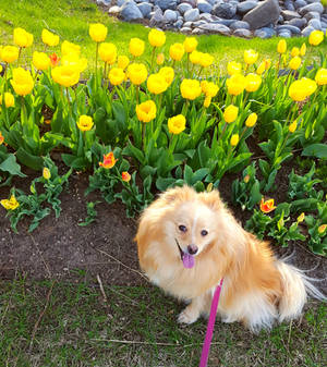 Rin and tulips