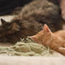 Kitty Cuteness overload V