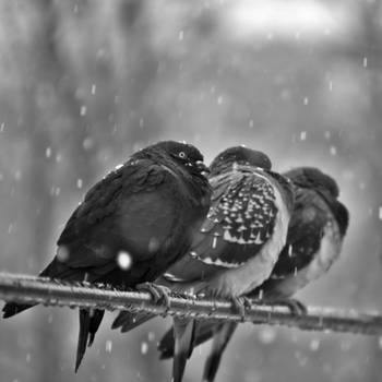 Birds On A Wire