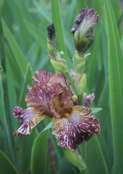 Iris 2