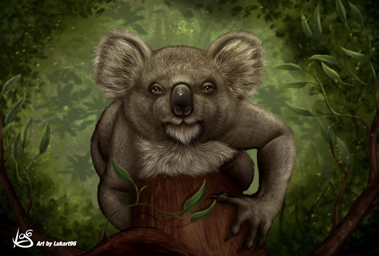 Koala artwork by Lukart96 by Lukart96 on DeviantArt