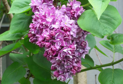 Luscious Lilacs