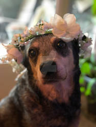 Flower crown Photoshoot