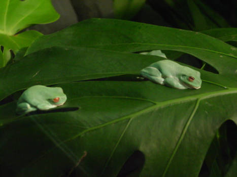 Green Frogs