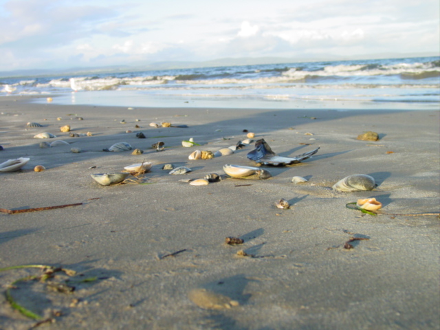 Beach junk...