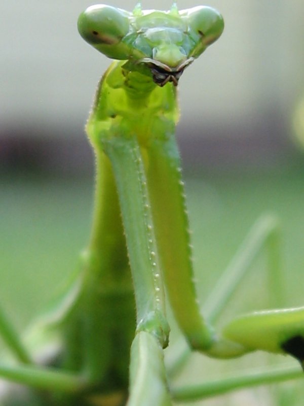 Mantis