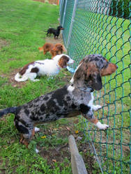 Wiener Barking Line