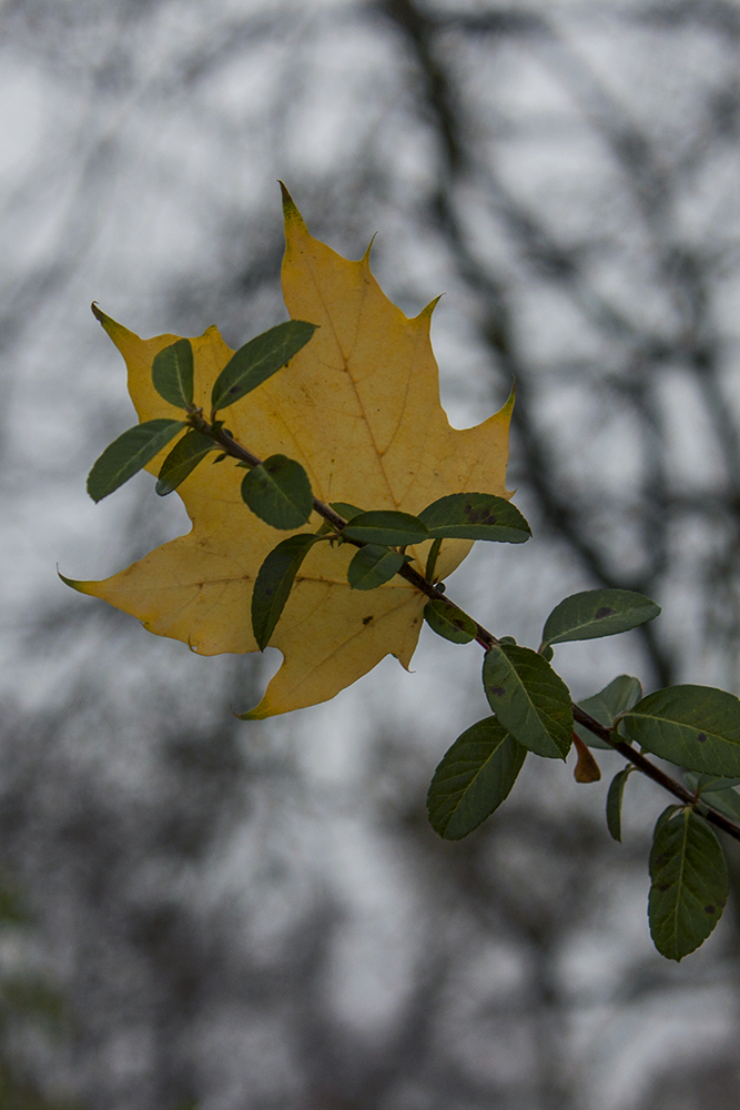 12-11 yellow leaf