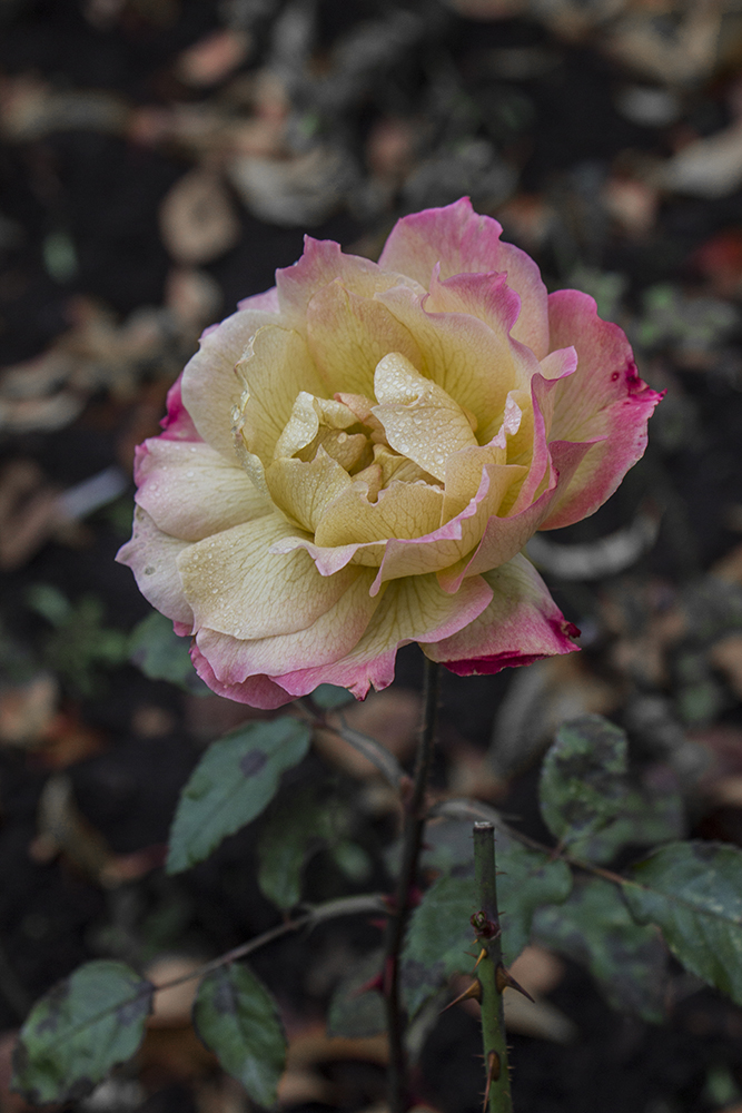 12-11 rose in autumn