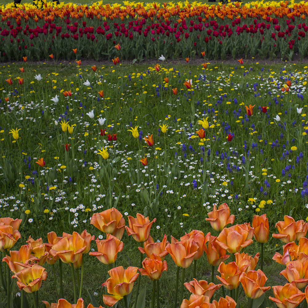 13-05 tulip field #3