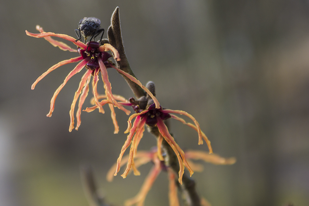 14-02 Hamamelis x intermedia