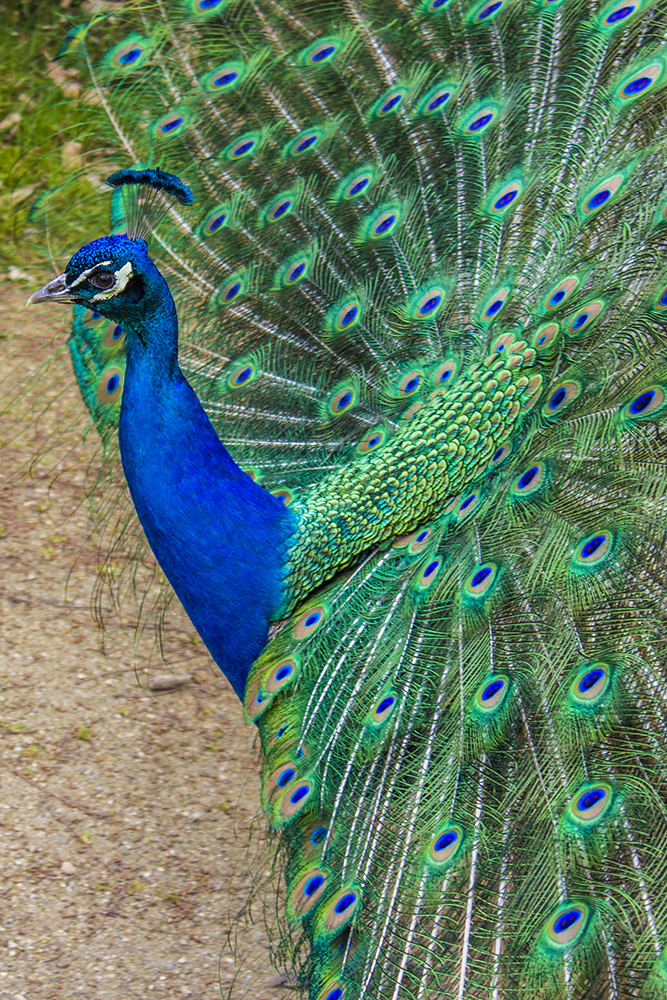 14-04 peacock