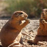 Prarie Dogs