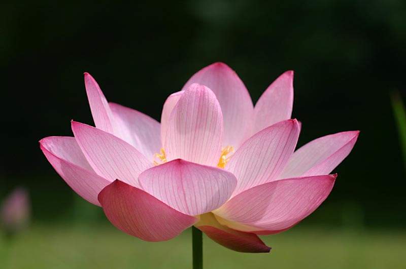 lotus flower