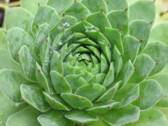 Succulent Plant