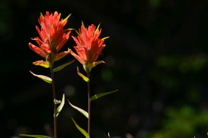 Red Flowers